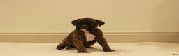 Boxer dogs for sale: Max - Ad 3