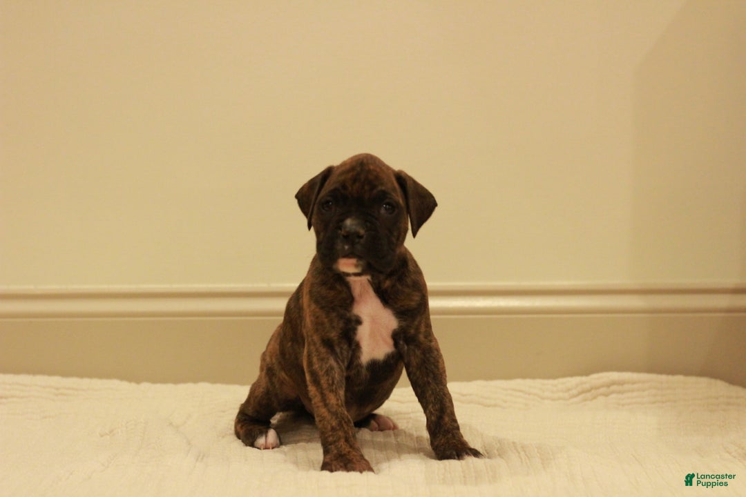 Boxer dogs for sale: Max - Ad 3