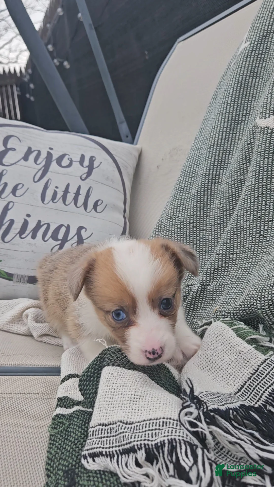 Mixed Breed dogs for sale: Remi - Ad 4