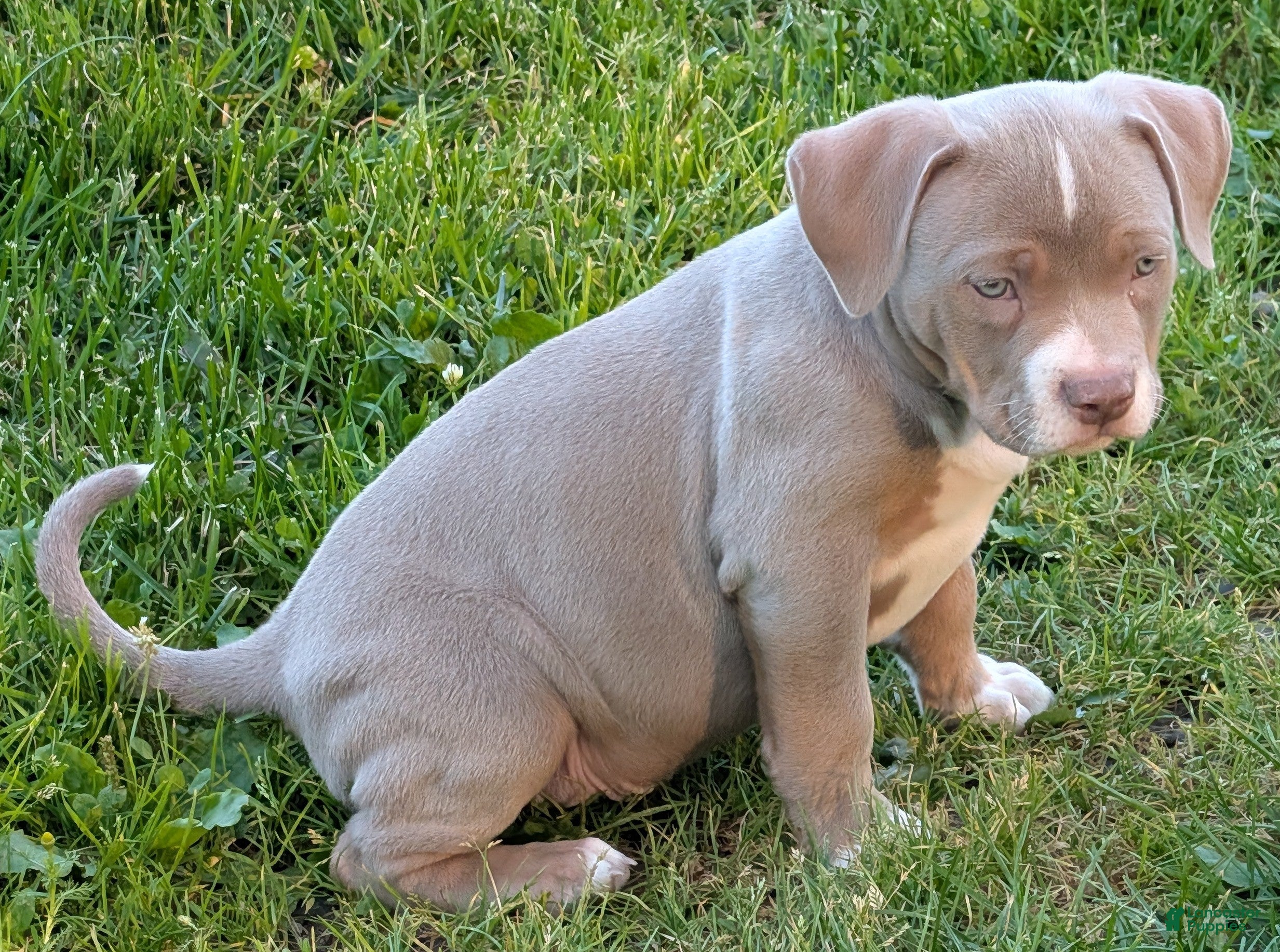 American Bully dogs American Bully 3- Teddy - Ad 2