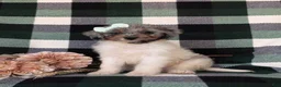 Mini Bernedoodle dogs for sale: Genna Hypoallergenic - Ad 1