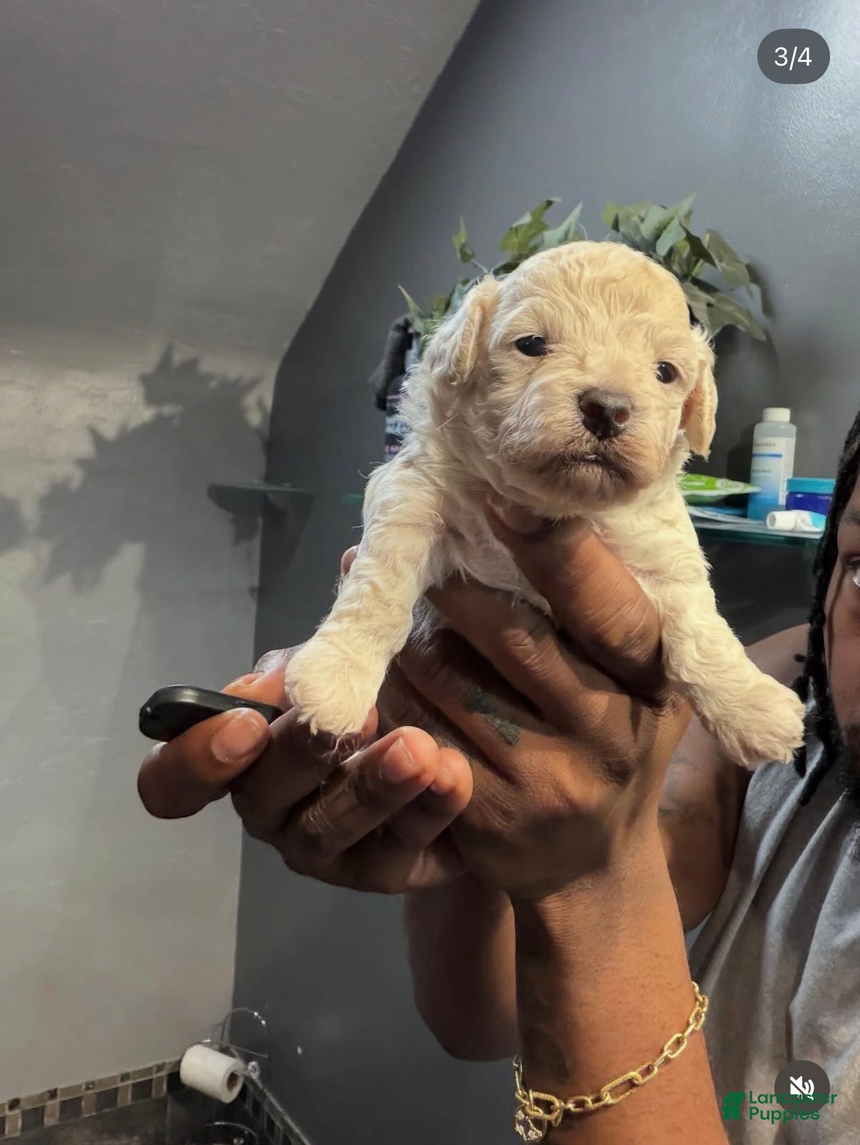 Bichpoo dogs Toya - Ad 42