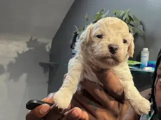 Bichpoo dogs Toya - Ad 12