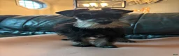 Miniature Schnauzer dogs for sale: Cici  - Ad 3