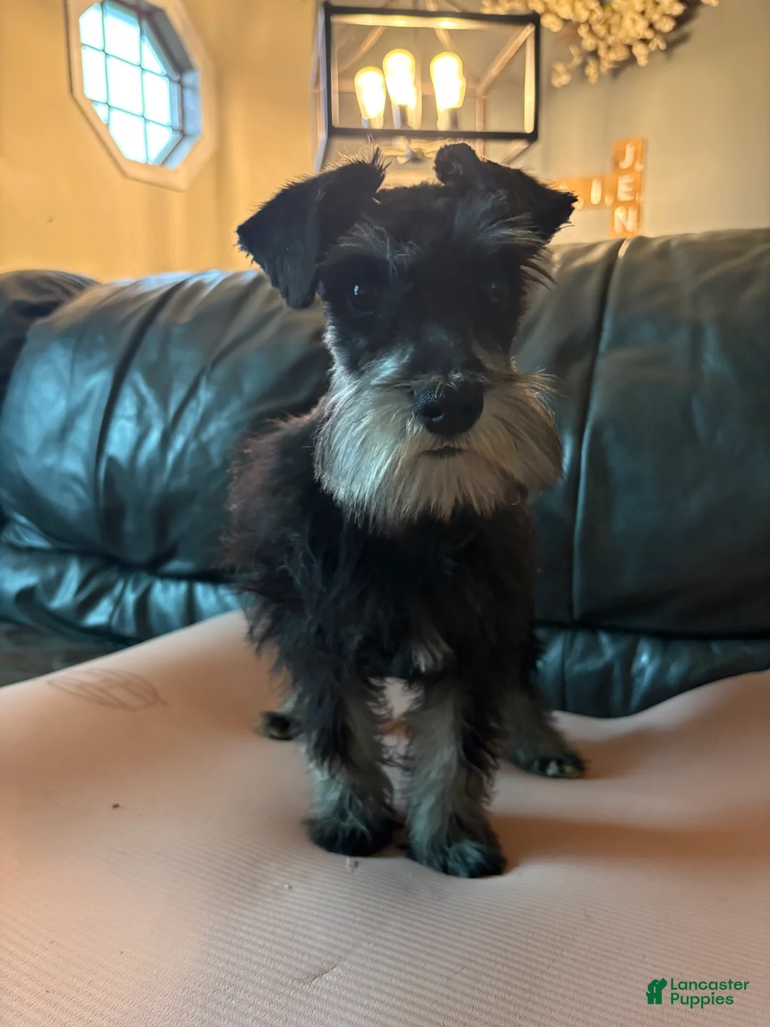 Miniature Schnauzer dogs for sale: Cici  - Ad 3