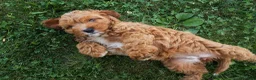Cavapoo dogs for sale: NELLIE - Ad 14