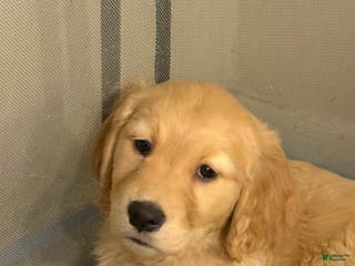 Golden Retriever dogs Golden Retriever Puppy 1 - Ad 38