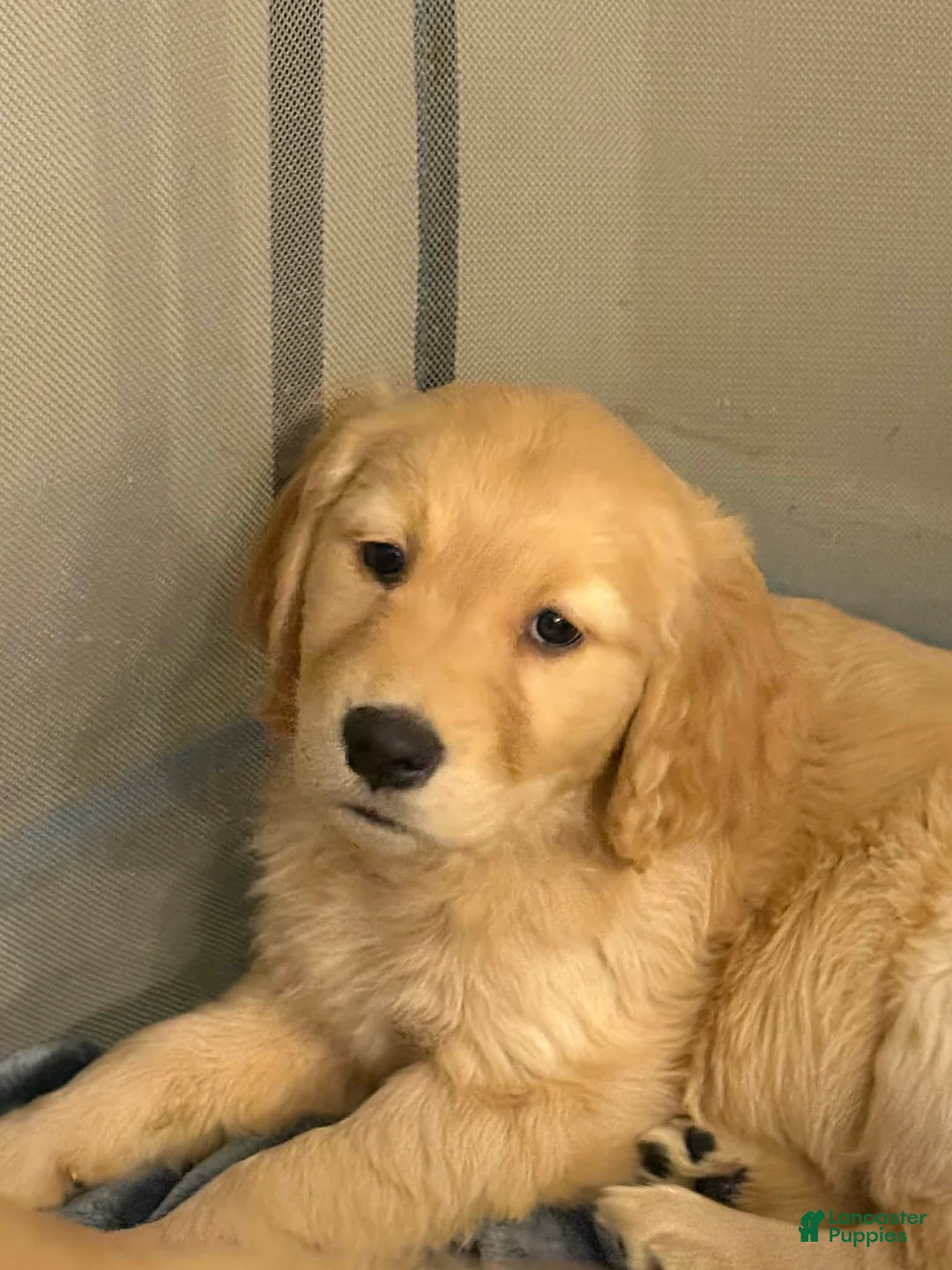 Golden Retriever dogs for sale: Golden Retriever Puppy 1 - Ad 1
