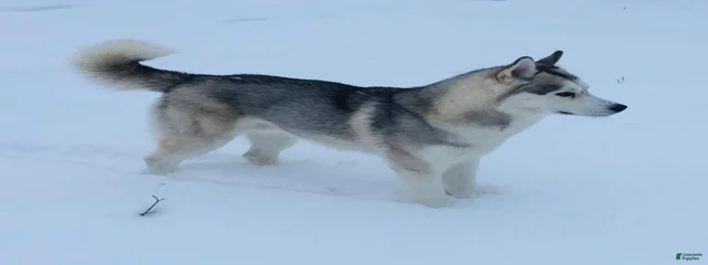 Strider