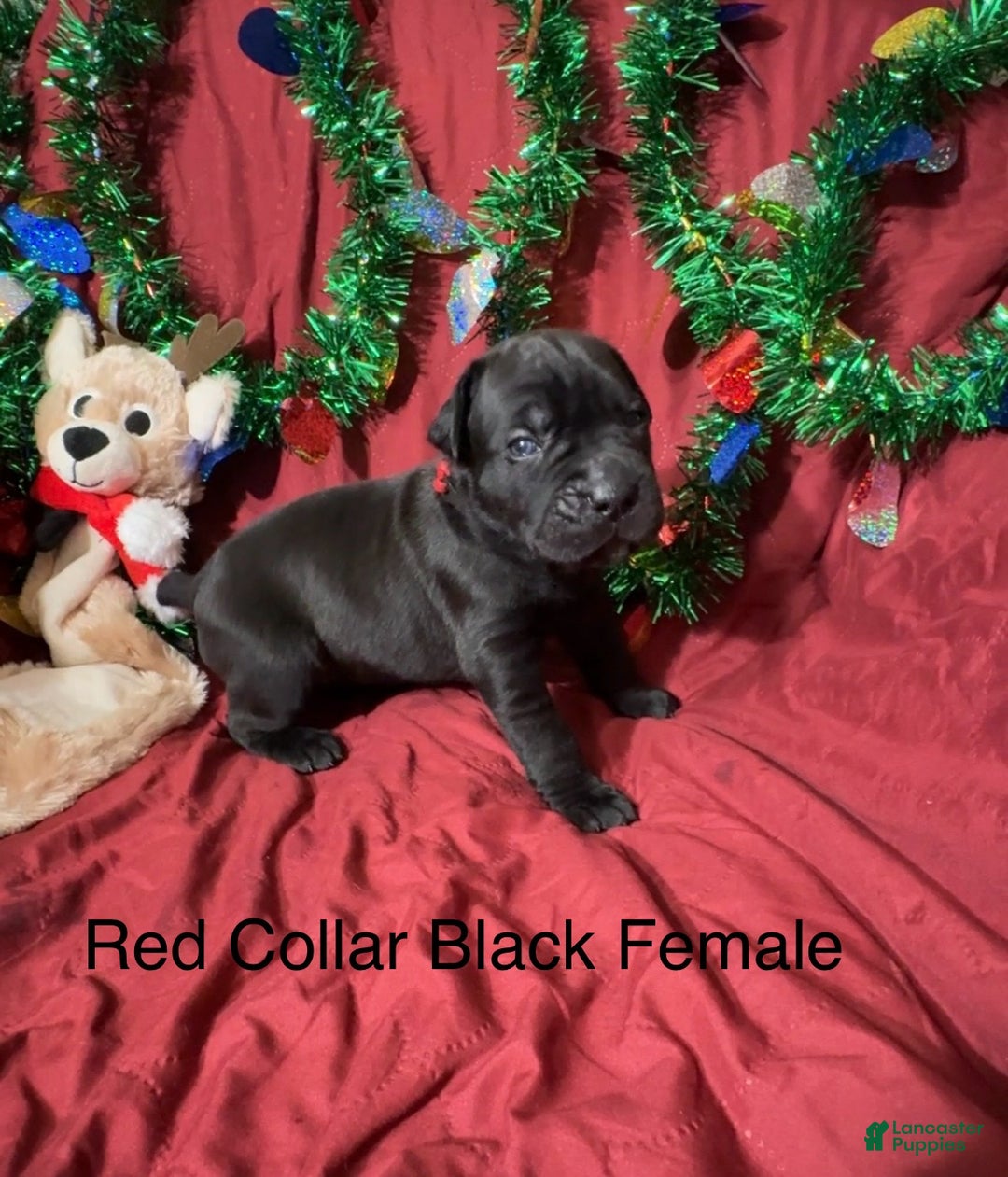 Cane Corso dogs for sale: Red - Ad 5