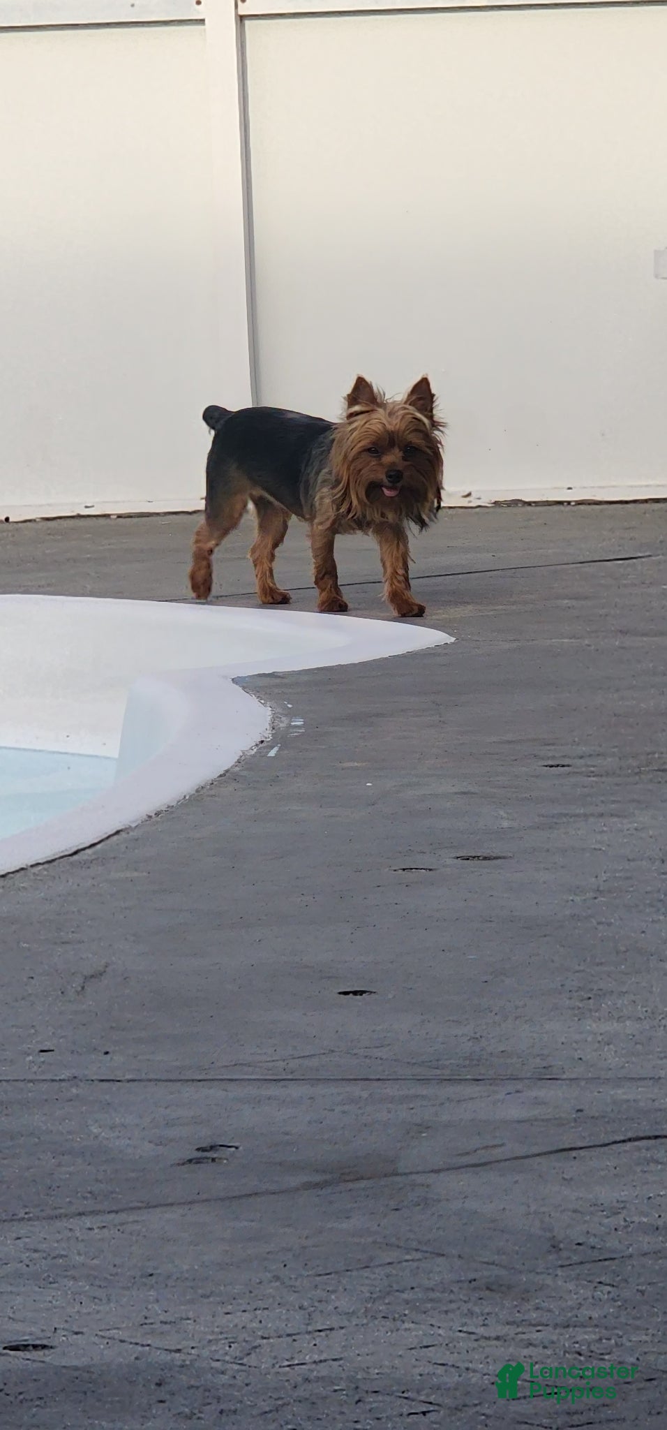 Yorkshire Terrier dogs Yorkshire Terrier Puppy 1 - Ad 2