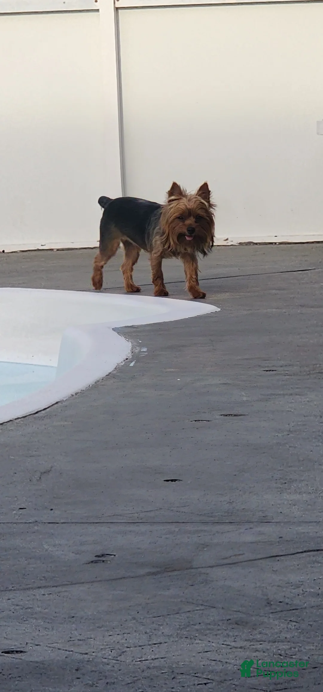 Yorkshire Terrier dogs for sale: Yorkshire Terrier Puppy 1 - Ad 2