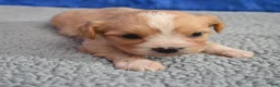 Cavapoo dogs for sale: Cavapoo 2 - Ad 14