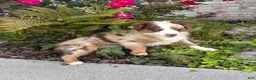 Miniature Australian Shepherd dogs for sale: Miniature Australian Shepherd Puppy Cash2 - Ad 5