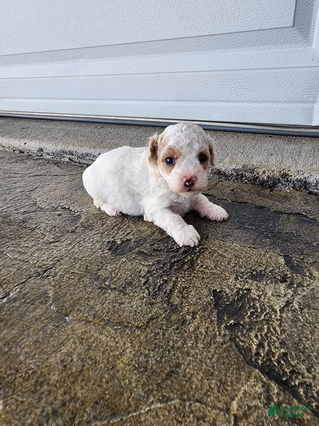 Toy Poodle dogs for sale: Toy Poodle 3 - Ad 1