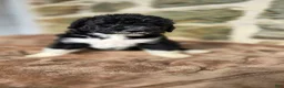 Portuguese Water Dog dogs for sale: David - Ad 3