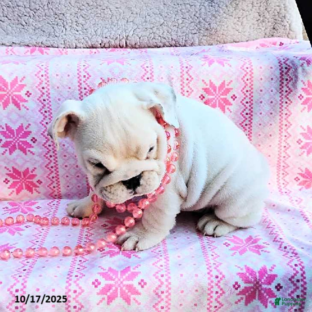 English Bulldog dogs for sale: Rayna - Ad 18