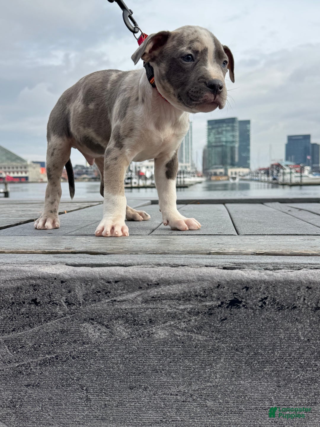 American Bully dogs for sale: Greyjoy  - Ad 10