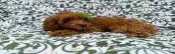 Cavapoo dogs for sale: Dolly - Ad 4