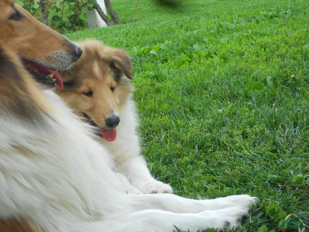Collie dogs for sale: Baker  - Ad 2