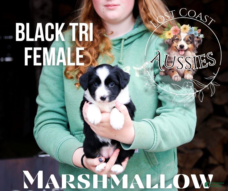 Miniature Australian Shepherd dogs Marshmallow - Ad 11