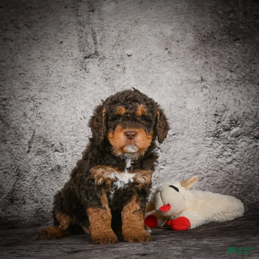 Mini Goldendoodle dogs for sale: Myla - Ad 3
