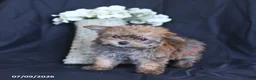 Yorkiepoo dogs for sale: Tiny - Ad 3