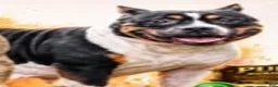 American Bully dogs for sale: American Bully Puppy 1 - Ad 3