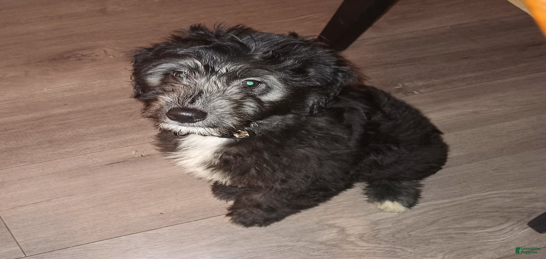 Gallery Image {{count}}