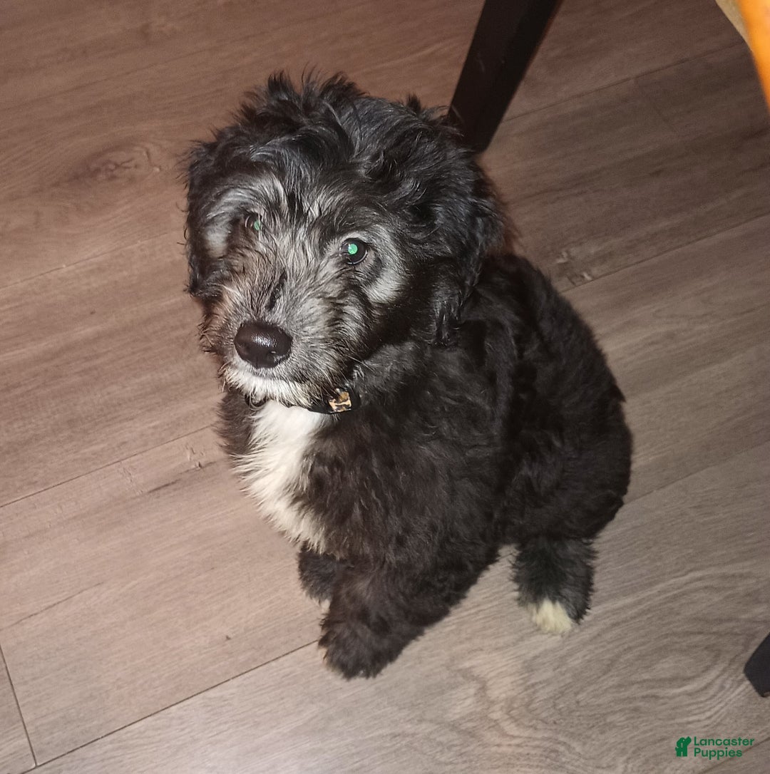 Gallery Image {{count}}