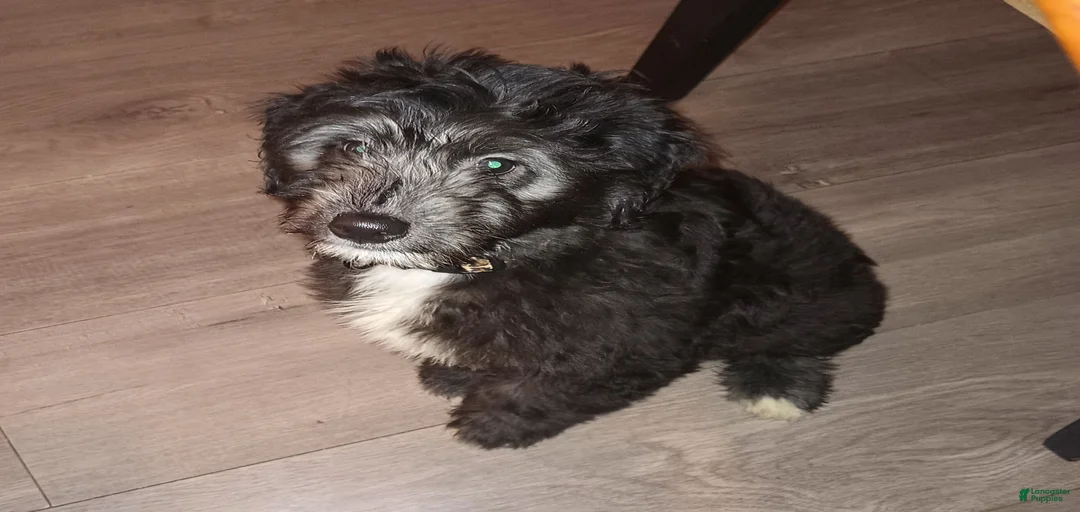 Gallery Image {{count}}