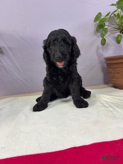 Goldendoodle dogs Tatter-Tot - Ad 2