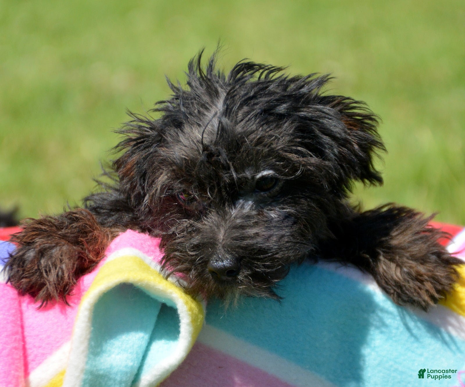 Yorkiepoo dogs Yorkiepoo Pepper - Ad 23