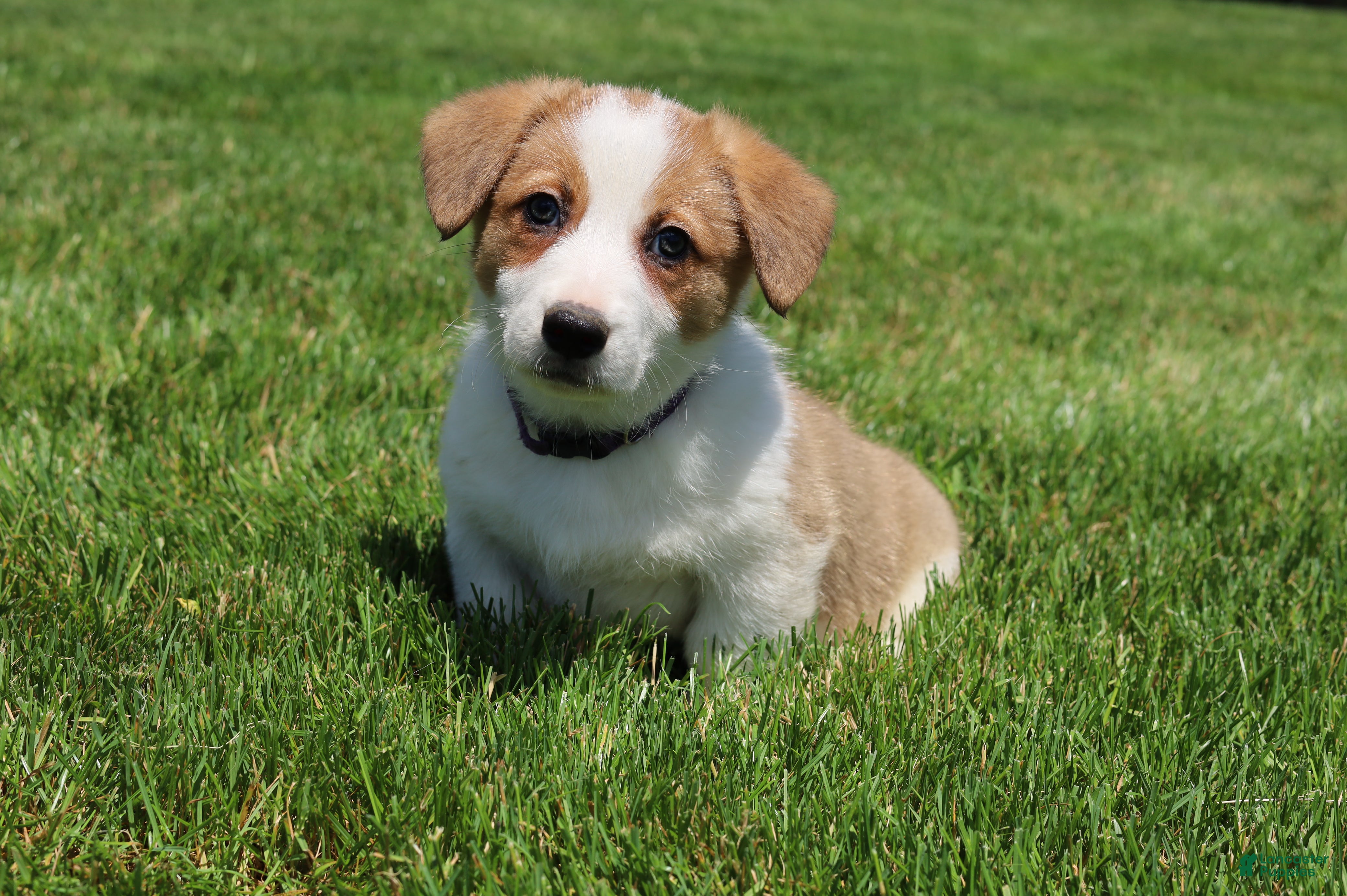 Welsh Corgi Pembroke dogs Willow  - Ad 1