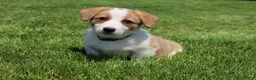 Welsh Corgi Pembroke dogs for sale: Willow  - Ad 1