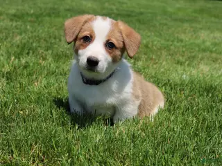 Welsh Corgi Pembroke dogs for sale: Willow - Ad 1