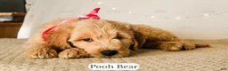 Goldendoodle dogs for sale: Pooh Bear - Ad 8