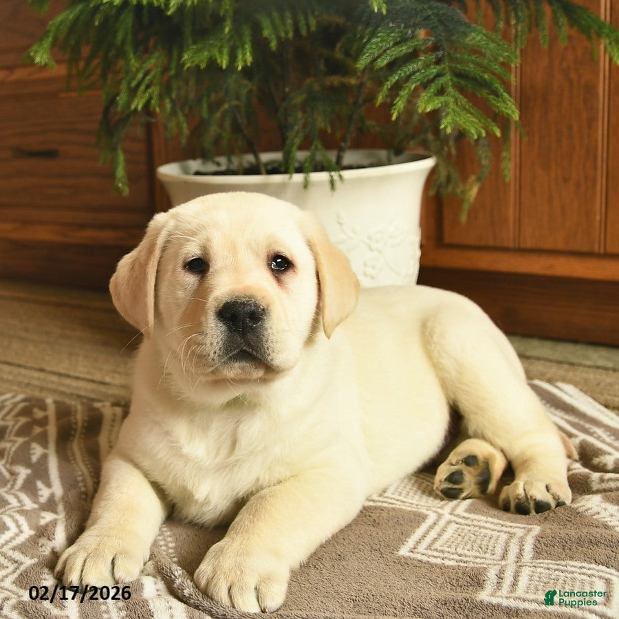 Labrador Retriever dogs Ghost  - Ad 2