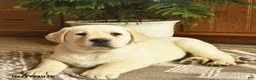 Labrador Retriever dogs for sale: Ghost  - Ad 2