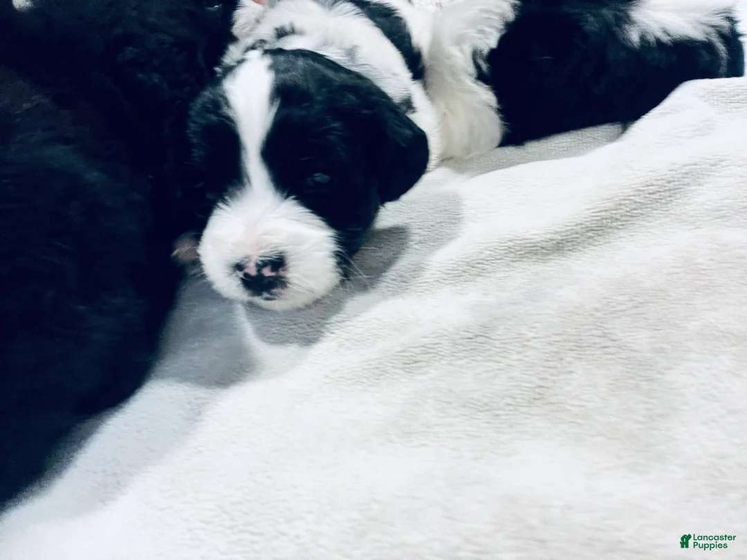 Mixed Breed dogs for sale: Duke  - Ad 2