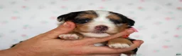 Mini Bernedoodle dogs for sale: Zinni - Ad 3