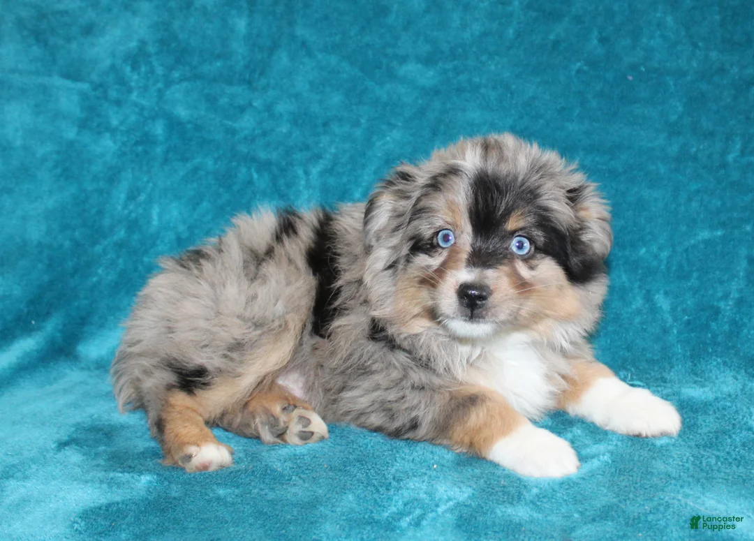 Miniature Australian Shepherd dogs for sale: Sparkey - Ad 3