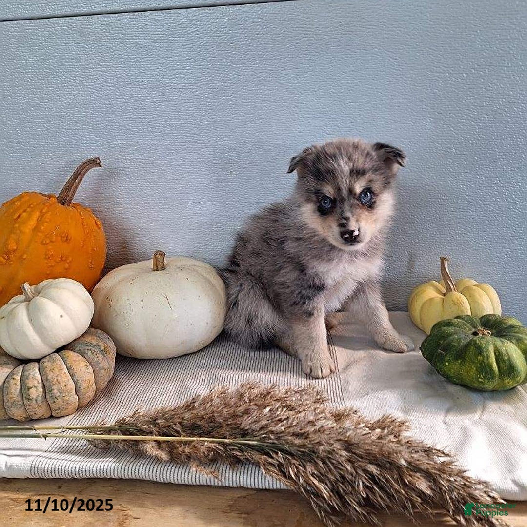 Pomsky dogs for sale: Dax - Ad 3