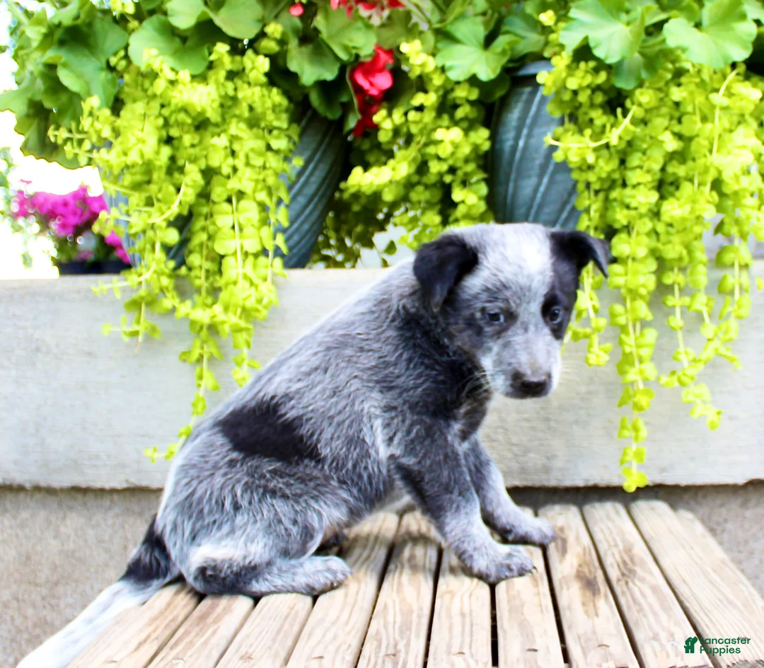 Australian Cattle Dog dogs for sale: Sally - Ad 9