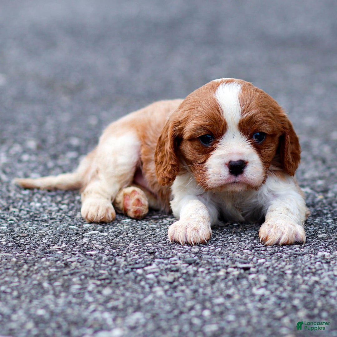 Cavalier King Charles Spaniel dogs for sale: Teddy - Ad 4