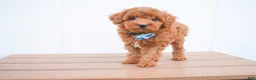 Miniature Poodle dogs for sale: Dakota 💕🐶 - Ad 1