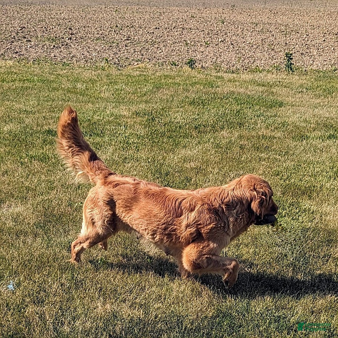 Golden Retriever dogs for sale: Jingle  - Ad 6