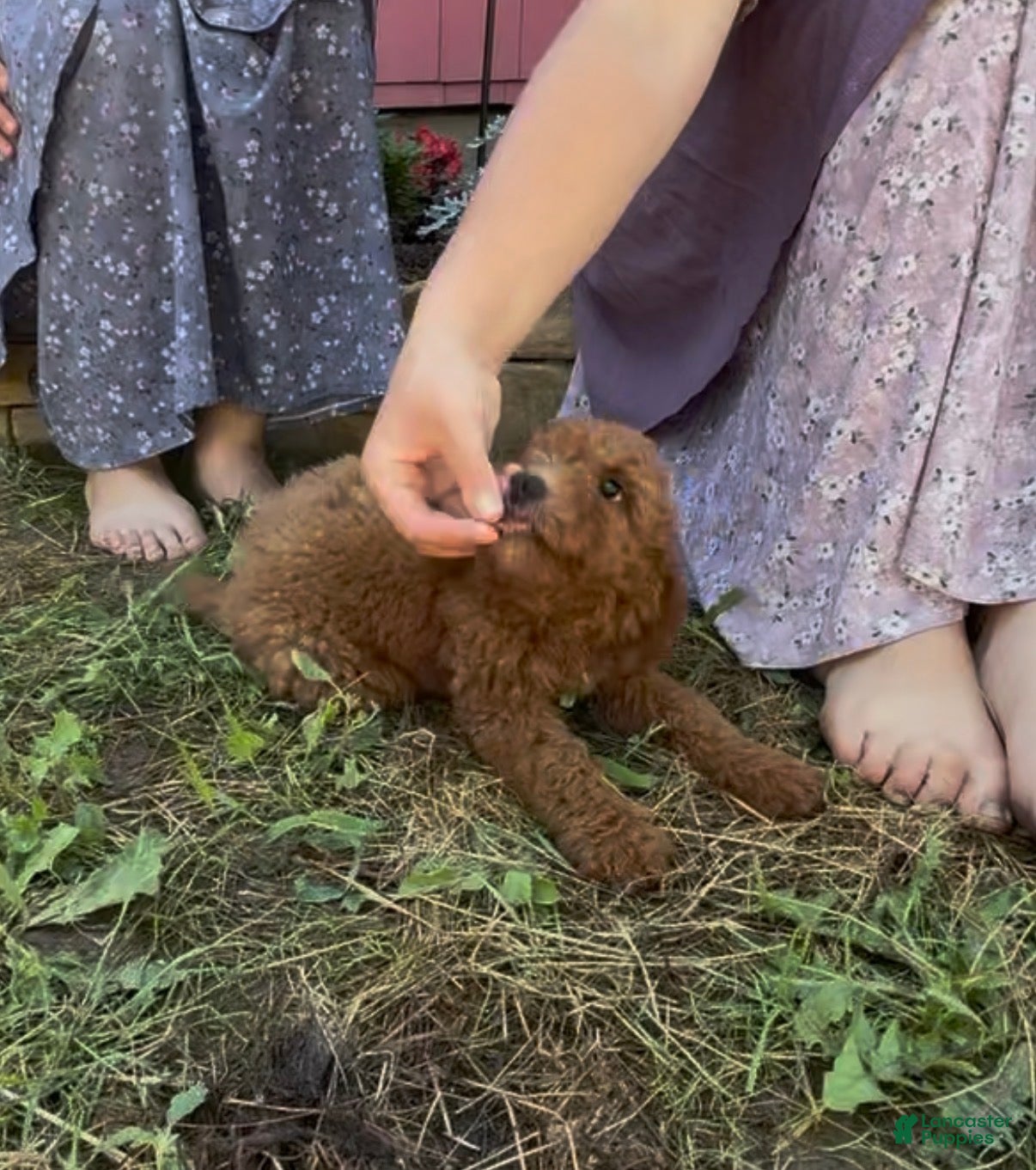 Mini Goldendoodle dogs Candy - Ad 1