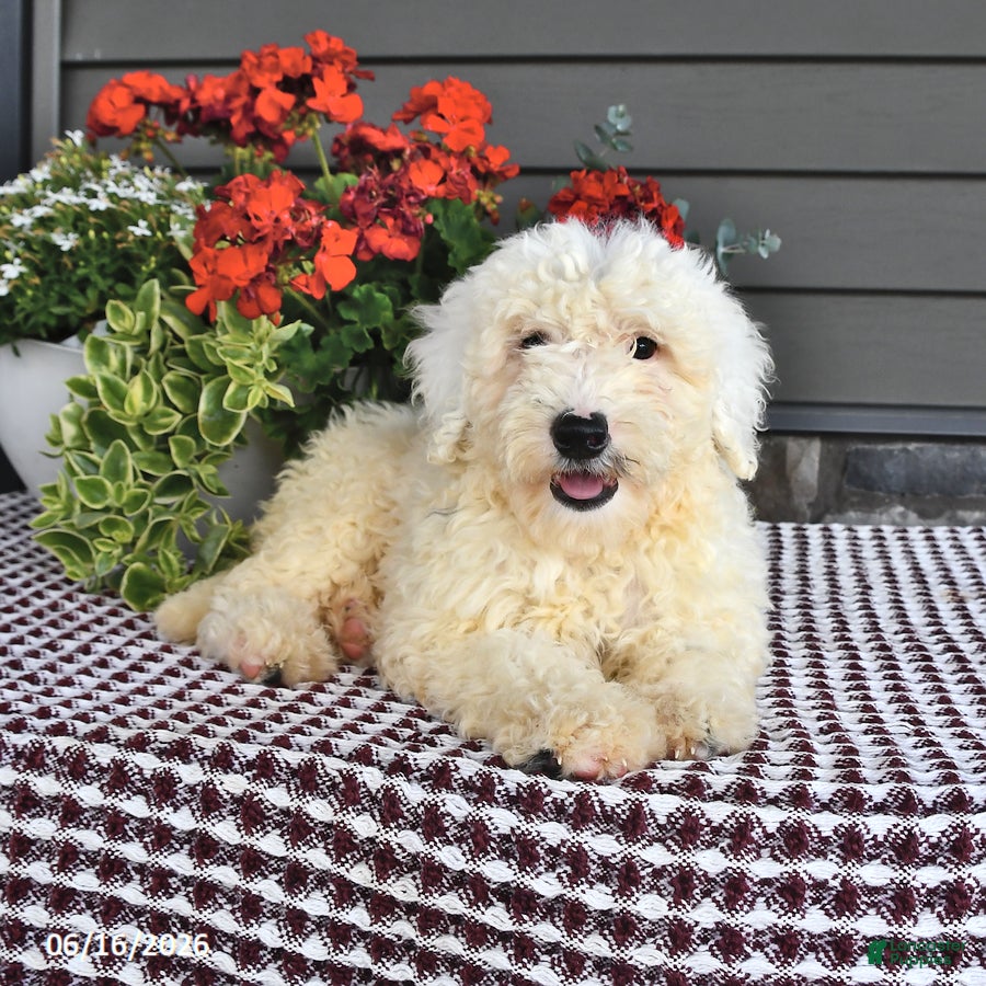 Mini Sheepadoodle dogs Coconut - Ad 1