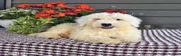 Mini Sheepadoodle dogs for sale: Coconut - Ad 1